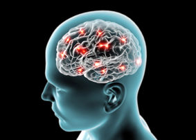 Digital image of a brain