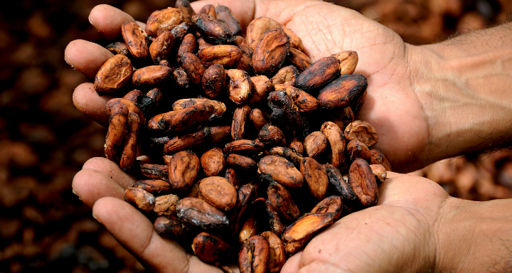 Cupped hands holding cocoa beans