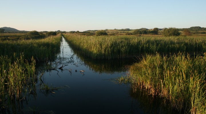 Conservation-managed fen in Anglesey