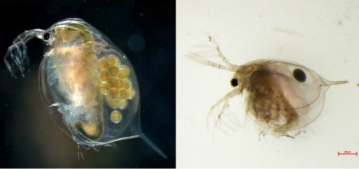 On the left, a strong, healthy daphnia embryo carrying many eggs. On the right, an unhealthy daphnia embryo, which is weak with a malformed shell, and just one aborted egg in the brood pouch.