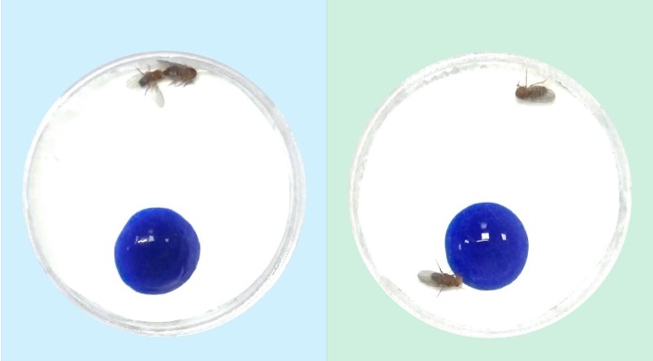 Drosophila feeding and courting