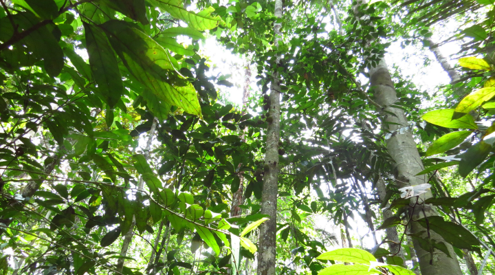Image of tall trees in the Amazon rainforest