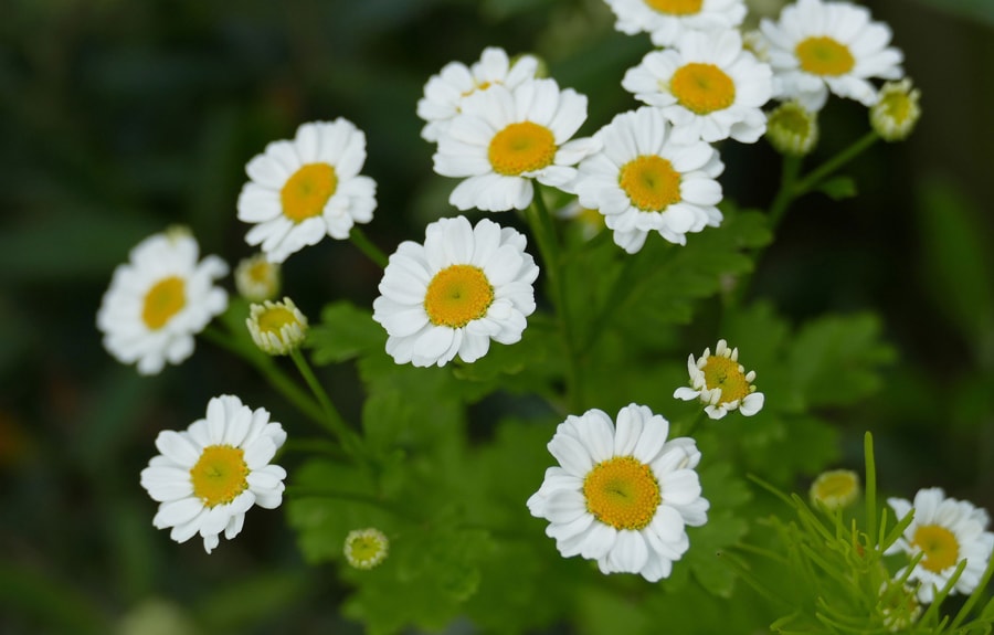 feverfew-900px-min