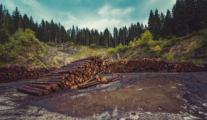 Piles of logs in a forest