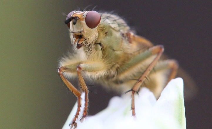A macro lens shot of a fruit fly sitting on a petal.