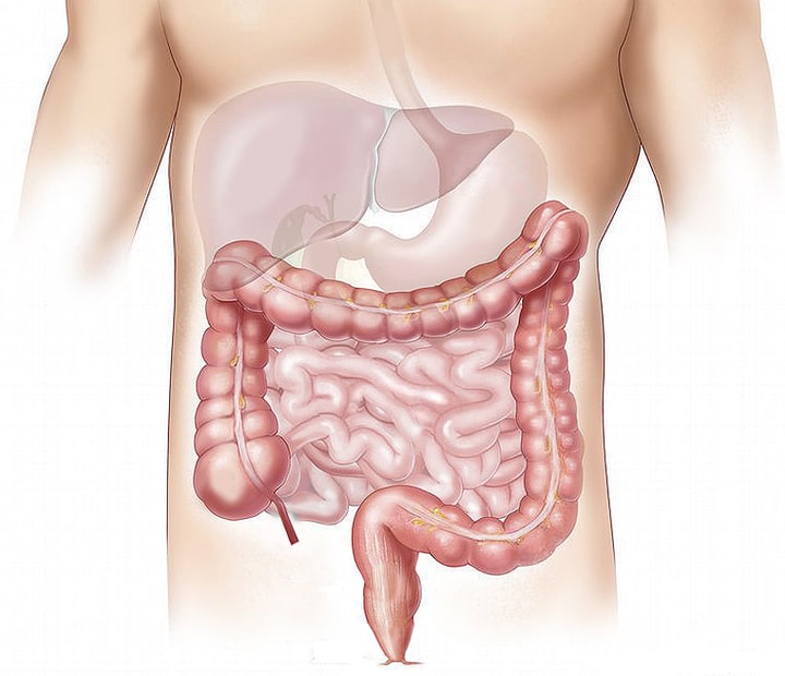 Illustration showing the colon and small intestine in the human body.