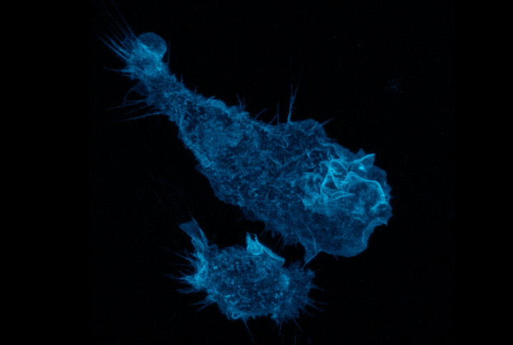 macrophage-blue-720px