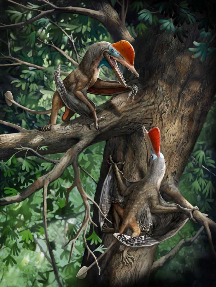 Hundreds of pterosaur eggs help reveal the early life of flying reptiles