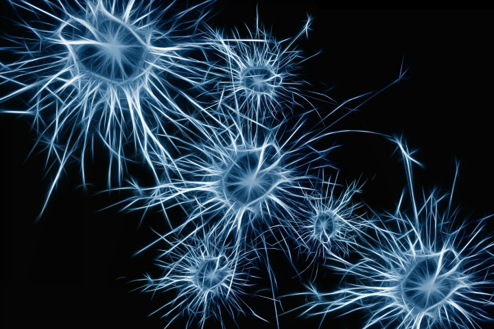 neurons_720
