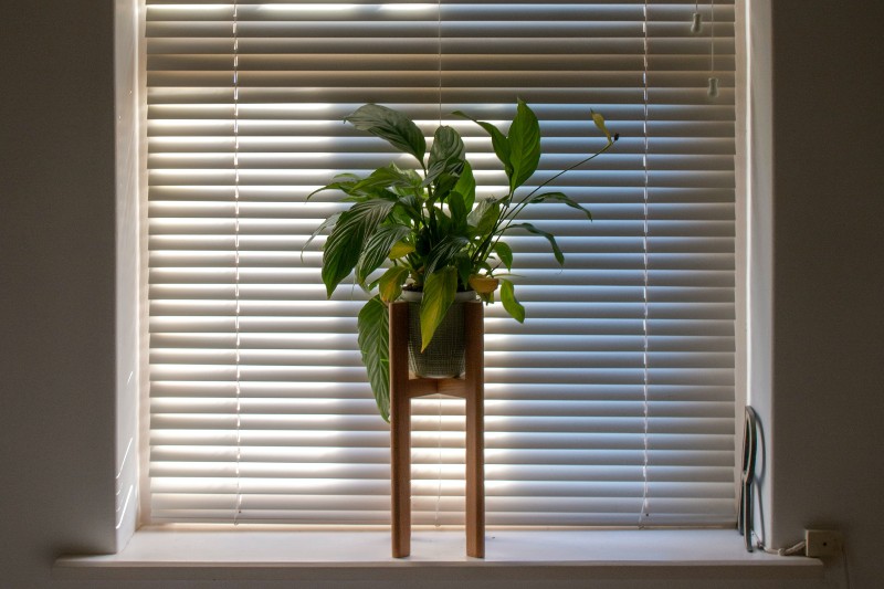 Peace lily on a windowsill