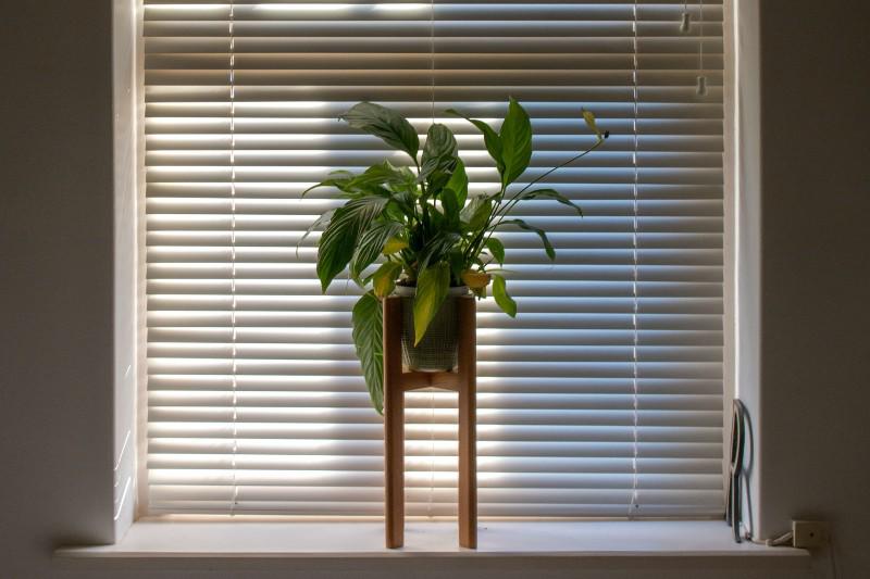 Common houseplants can improve air quality indoors - University of ...