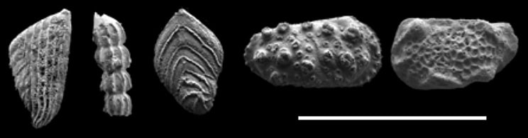 Examples of Early Jurassic microfossils