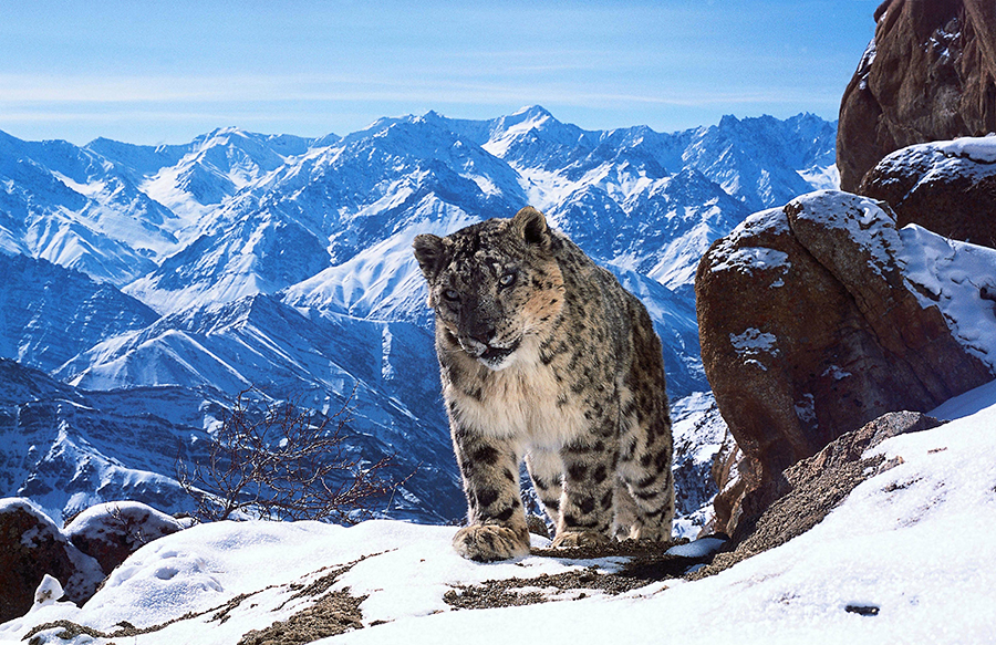 planet-earth-snow-leopard-900px