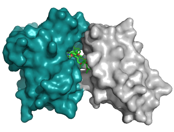 Digital image of two proteins glued together
