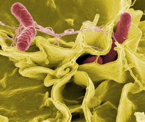 salmonella bacteria 900