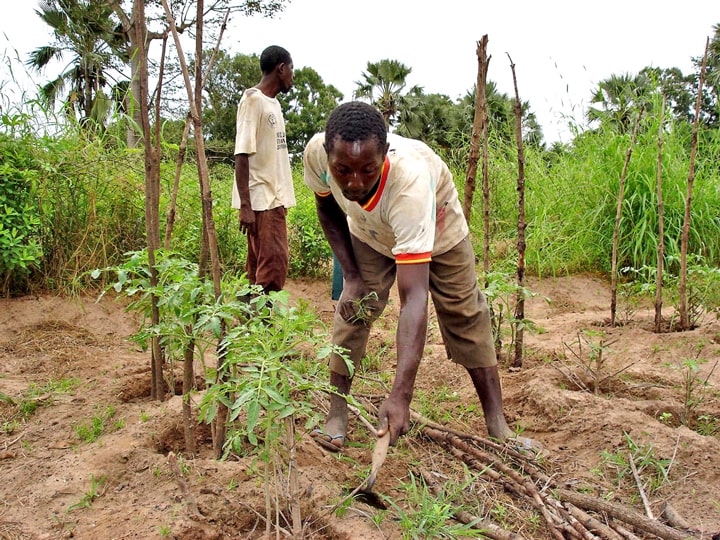 Senegalese farmer plants tomatoes