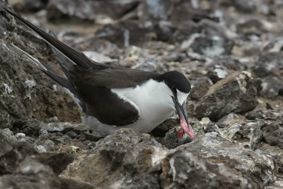 sooty tern on Ascension Island