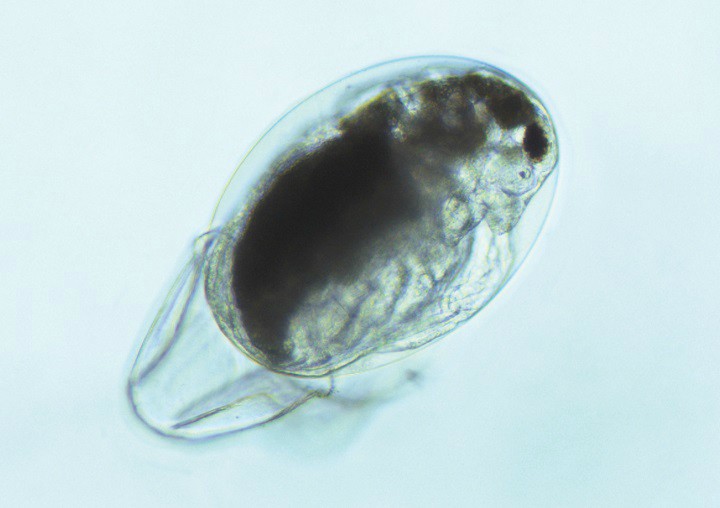 A waterflea under the microscope