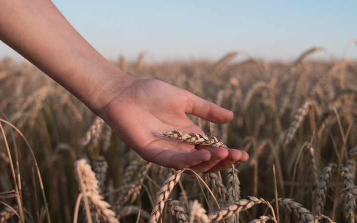 A hand holding an ear of wheat in a field