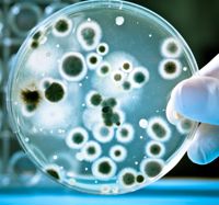 Antimicrobial coatings reduce surface transmitted infections