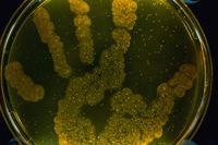 Picture - Antimicrobial