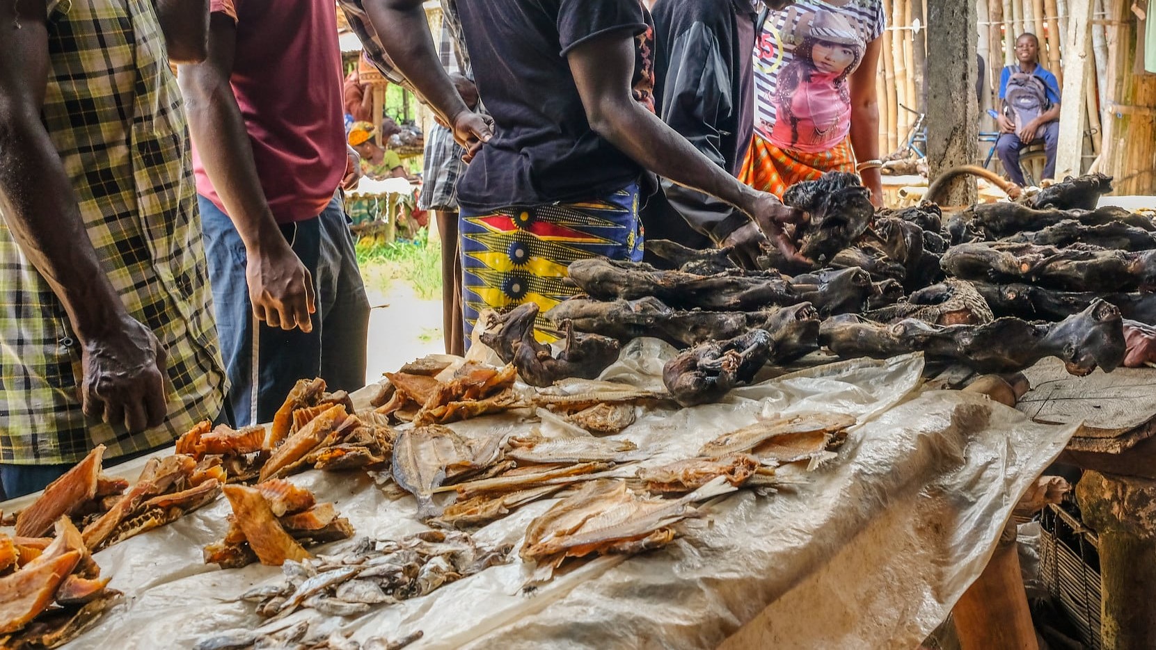 Bush meat market of Yangambi, DRC