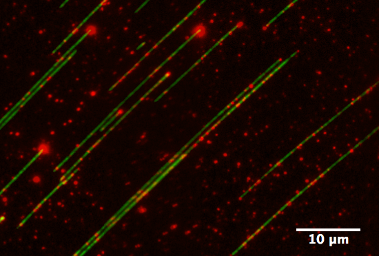 130906_coli_PvuII_RhB_snippet_scale