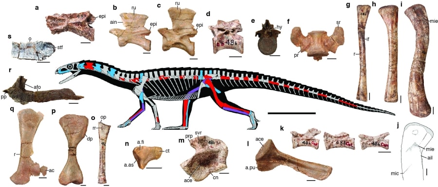 Fossils and reconstruction of Teleocrater - reproduced from Nesbitt et al-900x385-min
