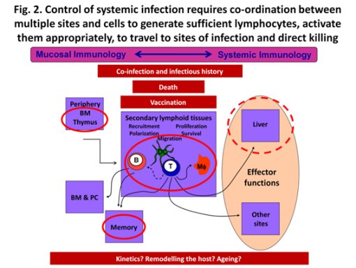 Figure 2. Control of systemic infection requires co-ordination between multiple sites and cells to generate sufficient lymphocytes, activate them appropriately, to travel to sites of infection and direct killing.