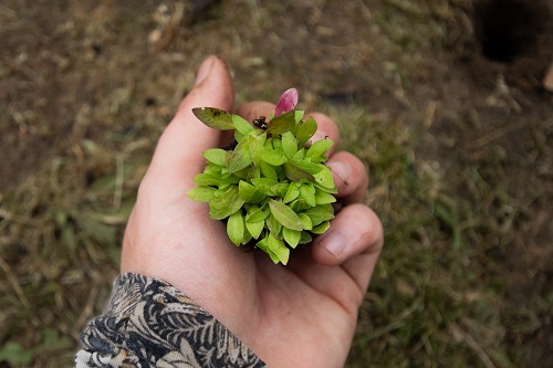 A hand holding a small plant
