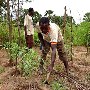 Senegal farmer tending his tomato crop