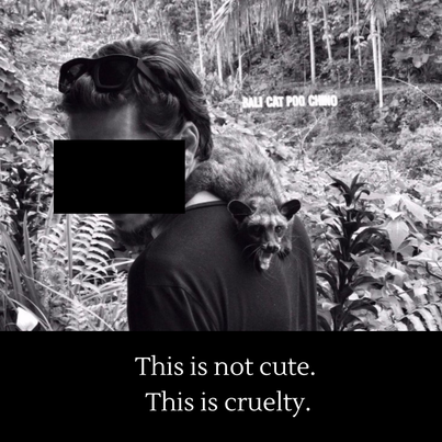 An infant palm civet on the back of a tourist who poses next to a Hollywood-style sign that reads “Bali Cat Poo Chino” Underneath is some text saying 'This is not cute, this is cruelty'