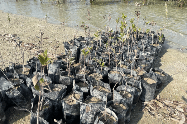 Mangrove plants in containers ready to be planted