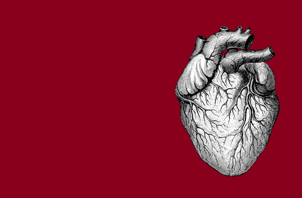 Anatomical drawing of a human heart against a maroon background