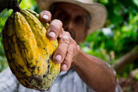 A plantation worker removing cacao fruit from a tree