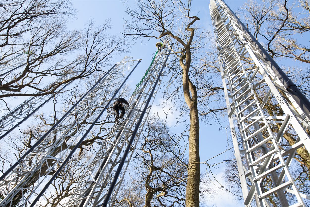 A man climbing up a tall ladder on the FACE array at the Birmingham Institute of Forest Research