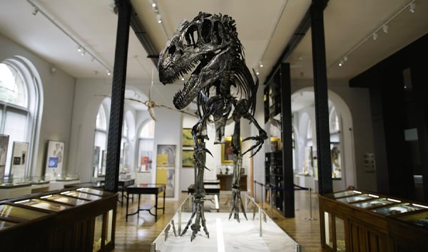 The Allosaurus skeleton on display in the Lapworth Museum of Geology