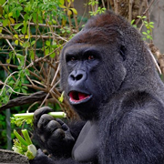 Research suggests that gorillas can develop food cleaning behaviour spontaneously