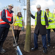 The first mature trees are introduced to the Green Heart