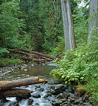 HJ Andrews experimental forest (Oregon, USA)