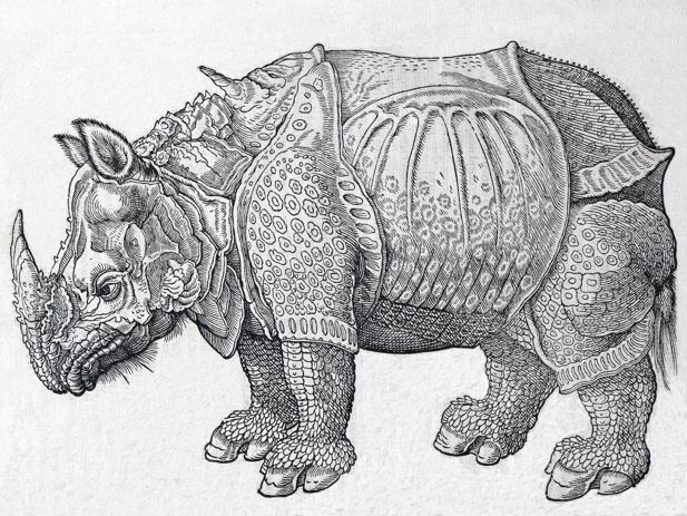 Durer&#39;s Rhinoceros