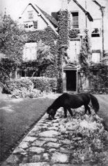 Photograph of a pony on a path