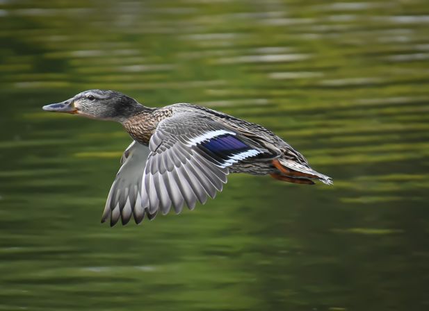 Image of mallard flying