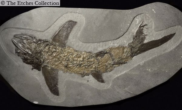Etches-bony-fish-fossil