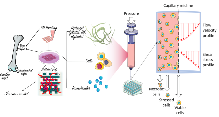 3D bioprinting of tissue constructs and impact of shear stress on cell during extrusion.