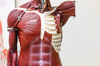muscular-anatomical-torso-cropped-330x220