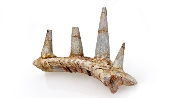 Ankylosaur-bone_720