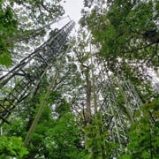 Darwin's discovery may provide forest boost for climate battle