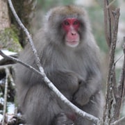 Monkeys go fishing to survive harsh Japanese winters
