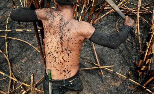 Sugarcane worker in field with machete